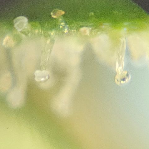 Purple Lemonade Autos growlog timeline photo
