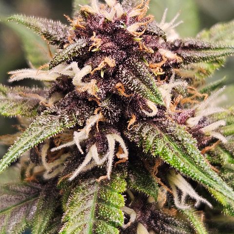 Purple Lemonade Autos growlog timeline photo