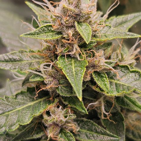 Purple Lemonade Autos growlog timeline photo