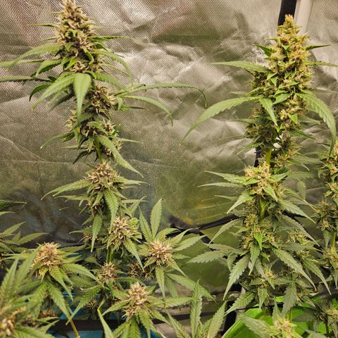Purple Lemonade Autos growlog timeline photo