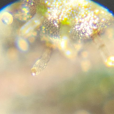 Purple Lemonade Autos growlog timeline photo