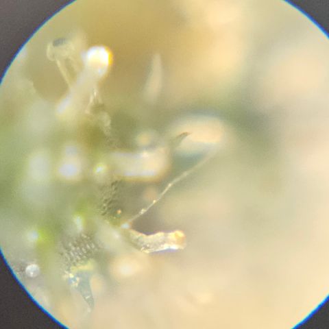 Purple Lemonade Autos growlog timeline photo