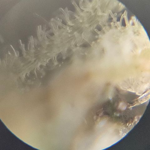 Purple Lemonade Autos growlog timeline photo