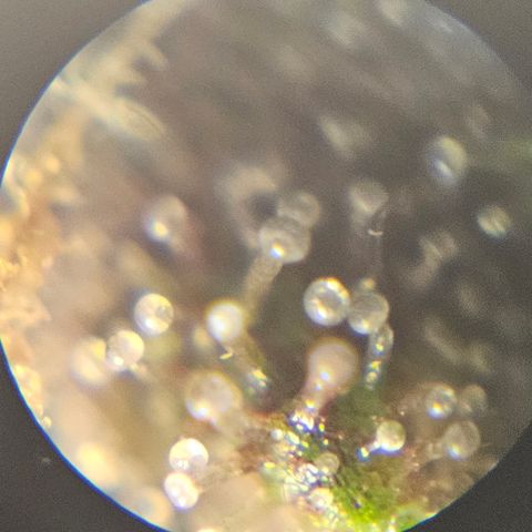 Purple Lemonade Autos growlog timeline photo