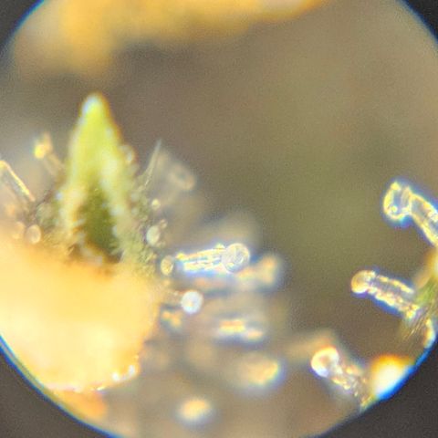 Purple Lemonade Autos growlog timeline photo