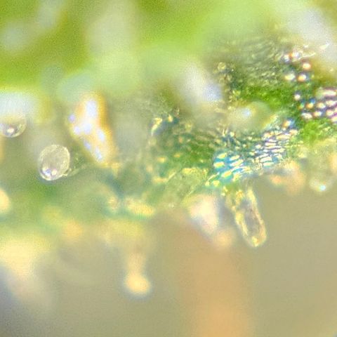 Purple Lemonade Autos growlog timeline photo