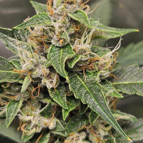 Purple Lemonade Autos growlog timeline photo