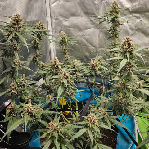 Purple Lemonade Autos growlog timeline photo