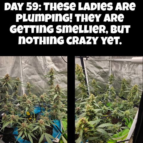 Purple Lemonade Autos growlog timeline photo
