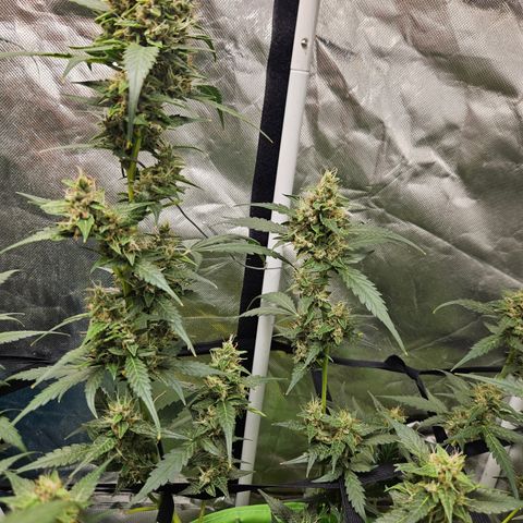 Purple Lemonade Autos growlog timeline photo