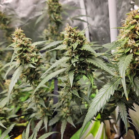 Purple Lemonade Autos growlog timeline photo
