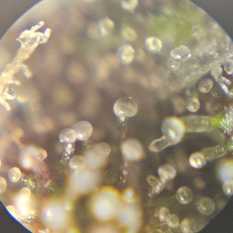 Purple Lemonade Autos growlog timeline photo