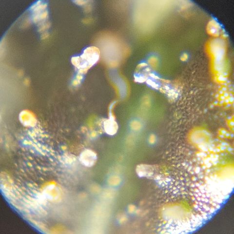 Purple Lemonade Autos growlog timeline photo