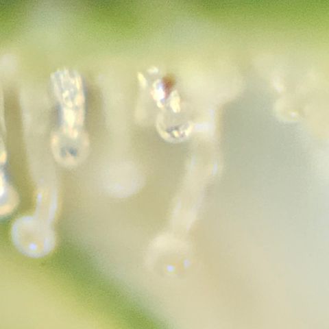 Purple Lemonade Autos growlog timeline photo