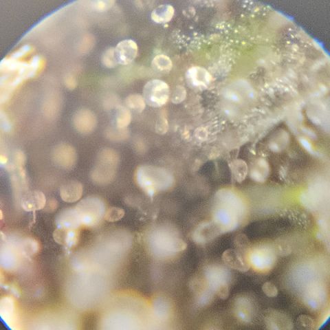 Purple Lemonade Autos growlog timeline photo