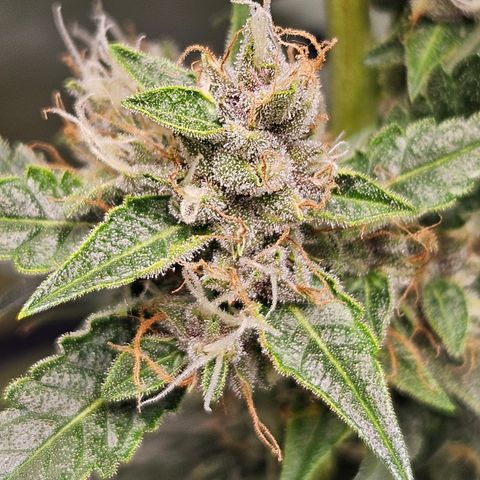 Purple Lemonade Autos growlog timeline photo