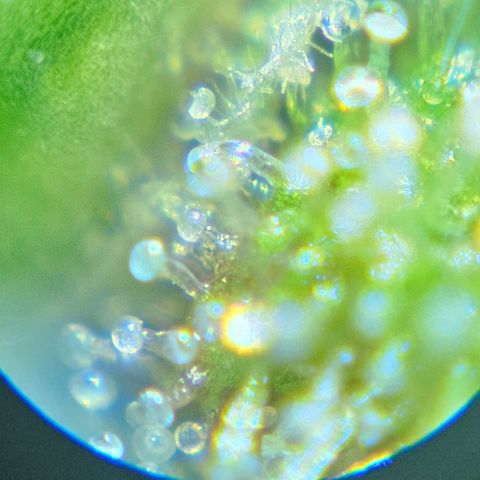 Purple Lemonade Autos growlog timeline photo