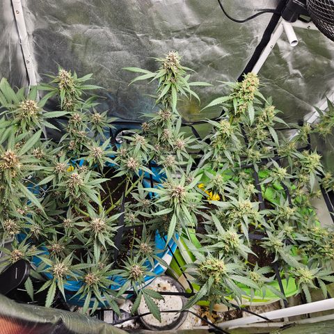 Purple Lemonade Autos growlog timeline photo