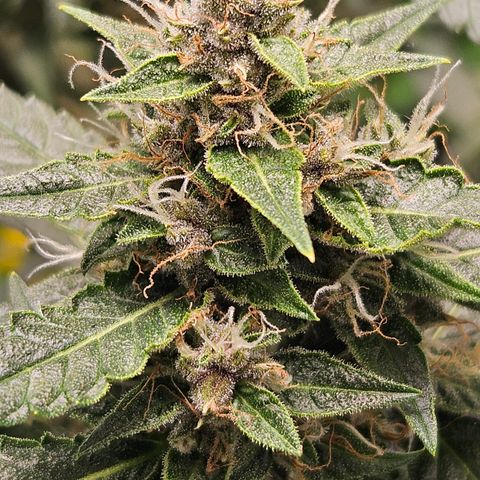 Purple Lemonade Autos growlog timeline photo