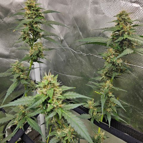 Purple Lemonade Autos growlog timeline photo