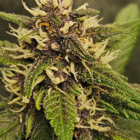 Purple Lemonade Autos growlog timeline photo