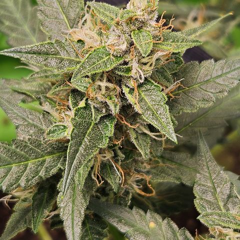 Purple Lemonade Autos growlog timeline photo