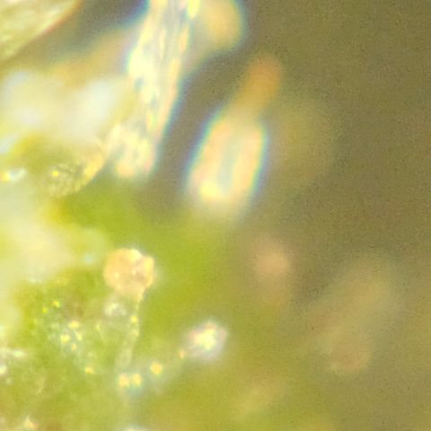 Purple Lemonade Autos growlog timeline photo