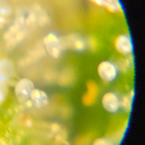 Purple Lemonade Autos growlog timeline photo
