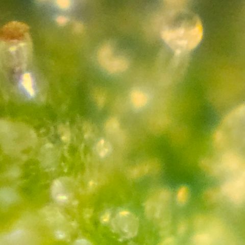 Purple Lemonade Autos growlog timeline photo