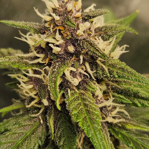 Purple Lemonade Autos growlog timeline photo