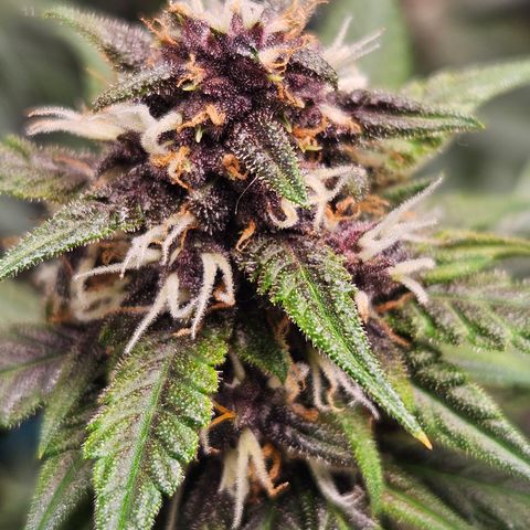 Purple Lemonade Autos growlog timeline photo