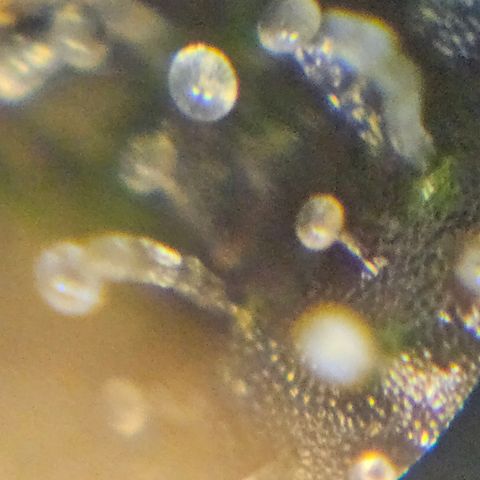 Purple Lemonade Autos growlog timeline photo