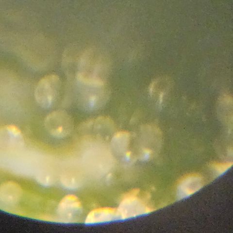 Purple Lemonade Autos growlog timeline photo
