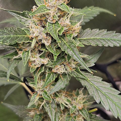 Purple Lemonade Autos growlog timeline photo