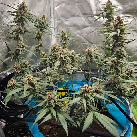 Purple Lemonade Autos growlog timeline photo