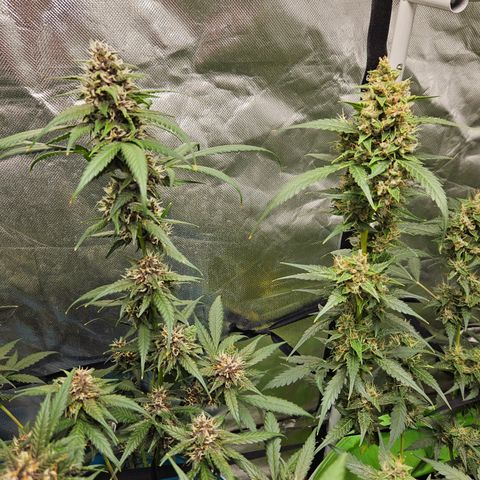 Purple Lemonade Autos growlog timeline photo