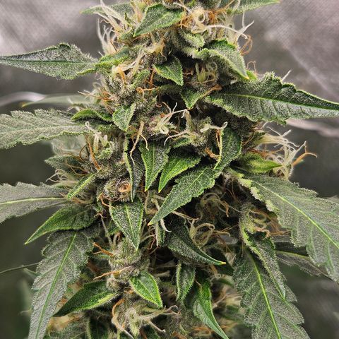 Purple Lemonade Autos growlog timeline photo