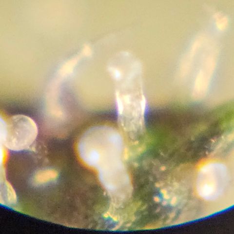 Purple Lemonade Autos growlog timeline photo