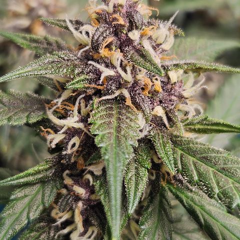 Purple Lemonade Autos growlog timeline photo