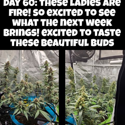 Purple Lemonade Autos growlog timeline photo
