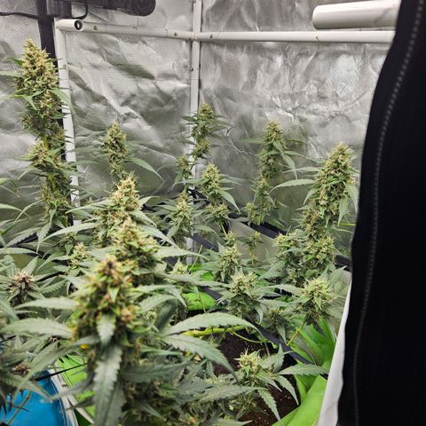 Purple Lemonade Autos growlog timeline photo