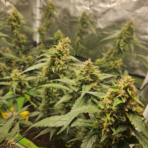 Purple Lemonade Autos growlog timeline photo