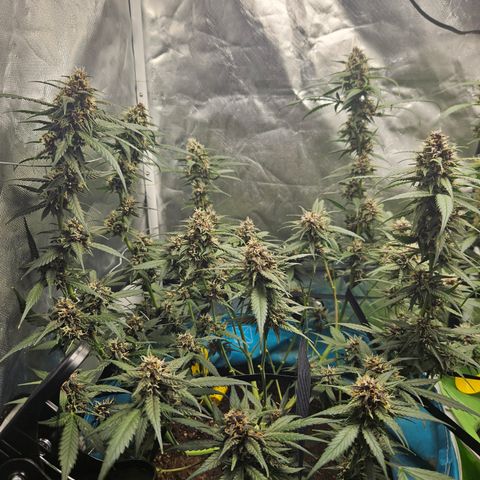 Purple Lemonade Autos growlog timeline photo