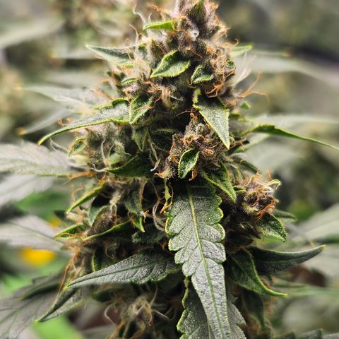 Purple Lemonade Autos growlog timeline photo