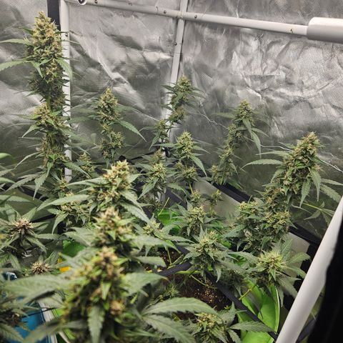 Purple Lemonade Autos growlog timeline photo