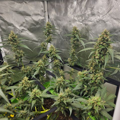 Purple Lemonade Autos growlog timeline photo