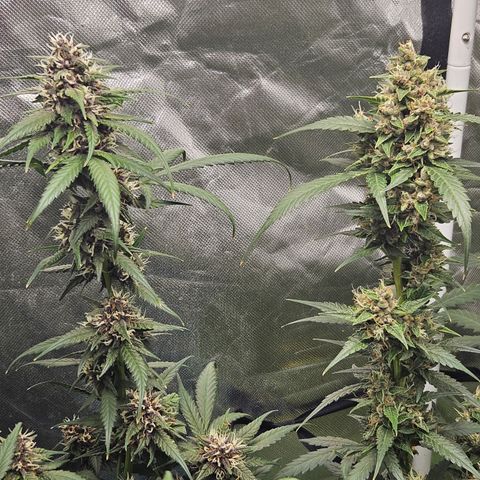 Purple Lemonade Autos growlog timeline photo