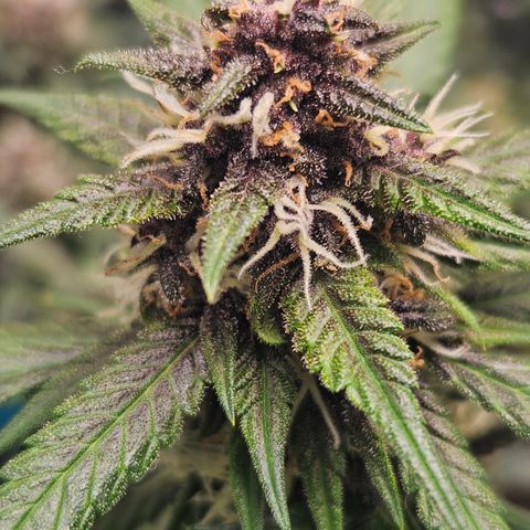 Purple Lemonade Autos growlog timeline photo