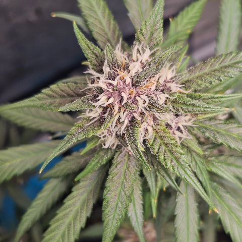 Purple Lemonade Autos growlog timeline photo