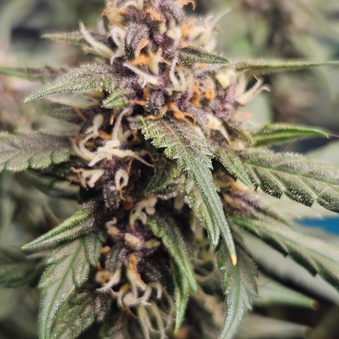 Purple Lemonade Autos growlog timeline photo